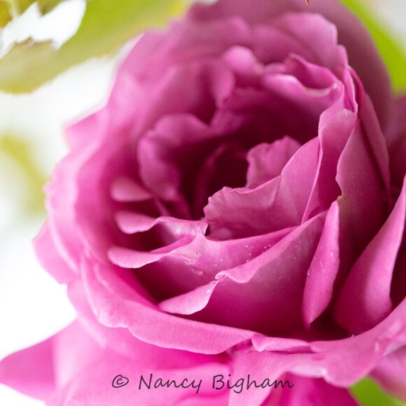 Meet your Posher, Nancy - Picture 3 of 3